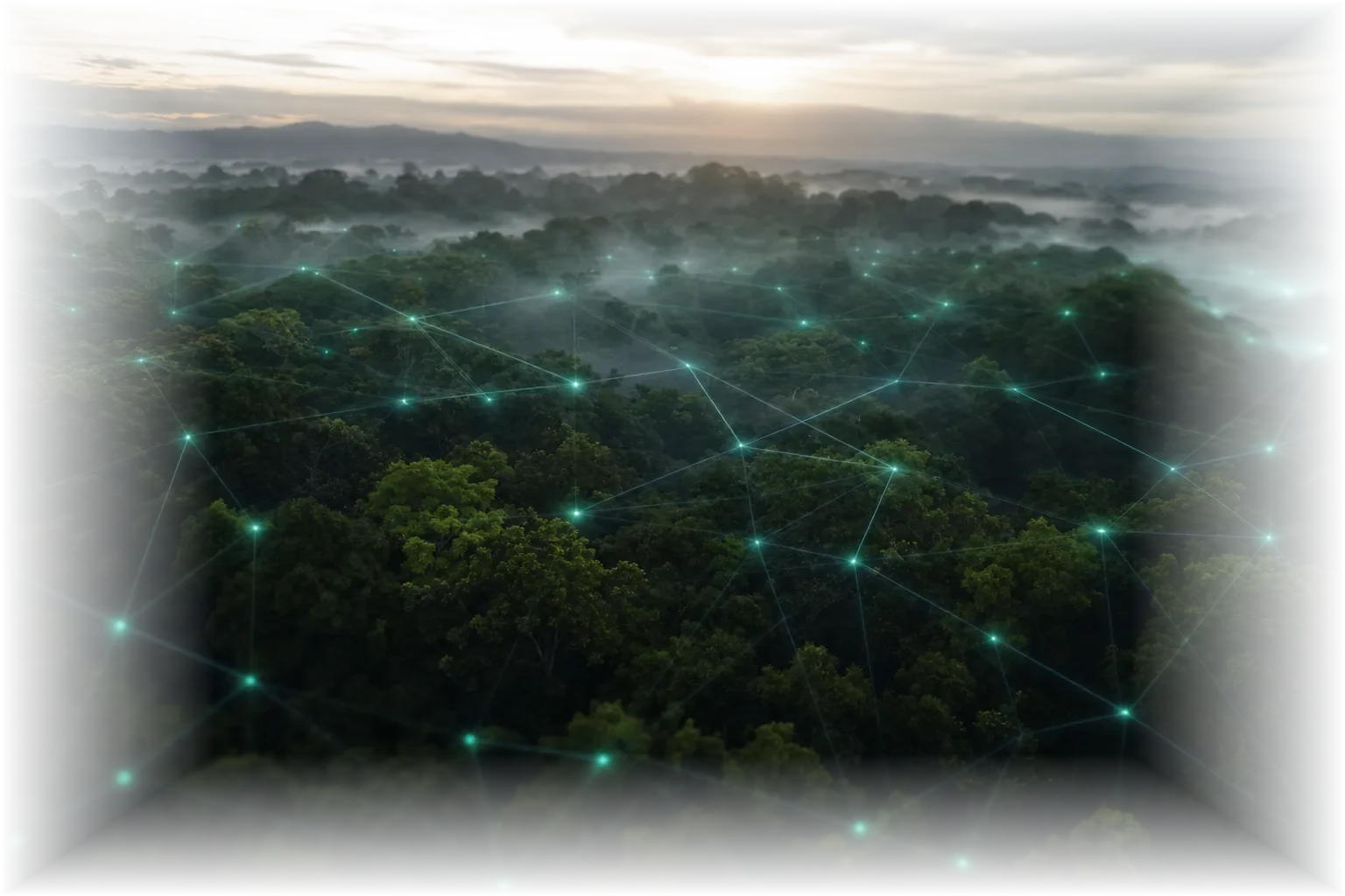 Wald mit digitalem Daten-Overlay als Sinnbild für messbaren Umweltschutz